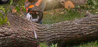 Best Storm Damage Tree Cleanup  in Morton, WA