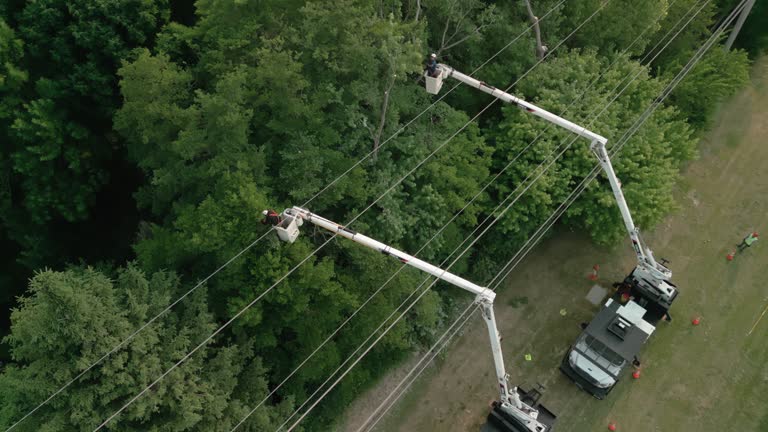 Best Root Management and Removal  in Morton, WA