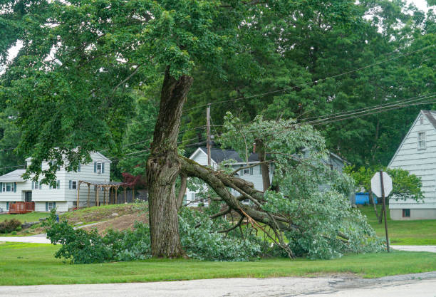 How Our Tree Care Process Works  in  Morton, WA