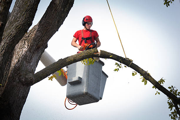 Best Tree Removal  in Morton, WA