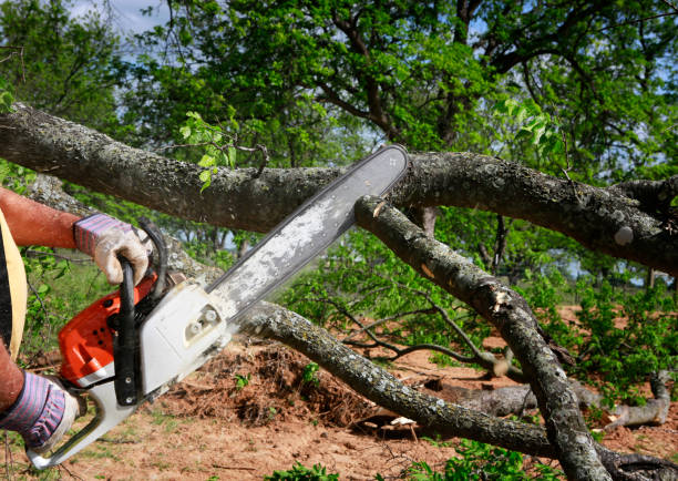 Best Tree Trimming and Pruning  in Morton, WA